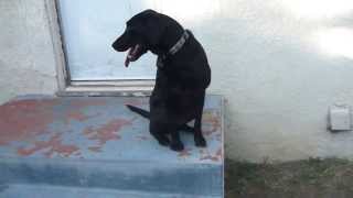 Raven Scent Training