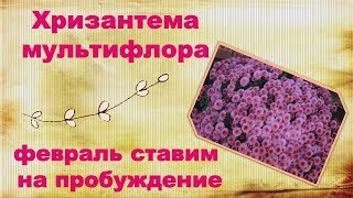 Хризантема мультифлора.Пробуждение хризантемы мультифлоры в феврале .