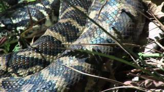 big python Пітони, Họ Trăn, პითონები, פיתוניים