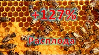 Увеличение расплода на 127%. Сокращение весной слабых семей.