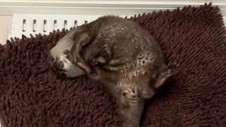お風呂で暴れ遊んでいるカワウソと扉越しに待つ猫 Otter playing in the bath and cat waiting through the door