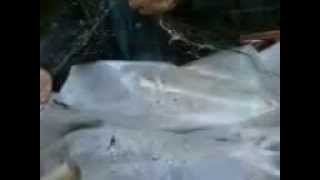 ЛОВЛЯ СЕТЯМИ FISHING WITH NETS