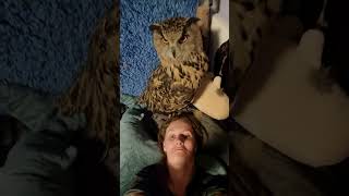 Eagle Owl Yoll. These are my pillows!#shorts