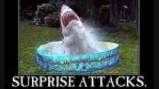 Funny shark pics