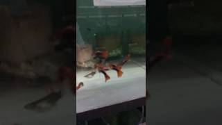 Championship Show Guppies Latest Progress of my F2 HB Reds