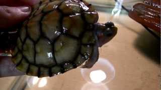 Super Golden Phase Hypo Translucent RES and Albino Hieroglyphic River Cooter