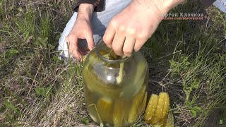 Огурцы помутнели что делать