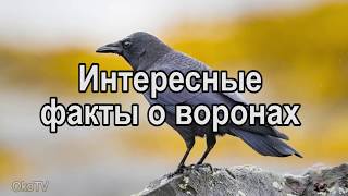 ИНТЕРЕСНЫЕ ФАКТЫ О ВОРОНАХ