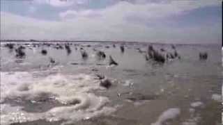 Marée montante en baie d' Authie