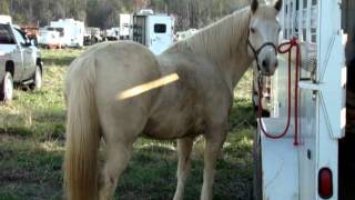 The Big Horse Whinny ~ Beyond Vagabond