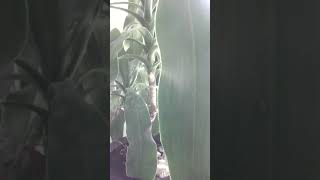 ÇİN DE ÖLÜMCÜL CORONO VİRÜSÜ!!! ACİL DURUM!!!!!