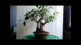 BONSAI-FICUS MICROCARPA