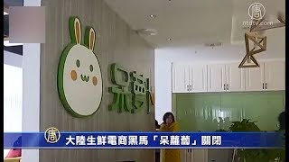 大陆生鲜电商黑马「呆萝卜」关闭【中国禁闻】