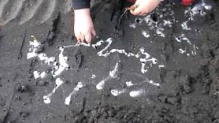 マテガイ(馬刀貝）　Razor Clam