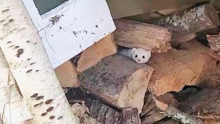 우리집에 온 다람쥐 천적 흰색 밍크 I Spot A White Mink Chipmunk Predator