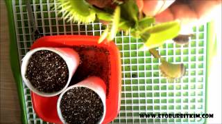 How to Propagate Venus Fly Trap? Division Risome Sinekkapan Çoğaltma Bölerek Çoğaltma