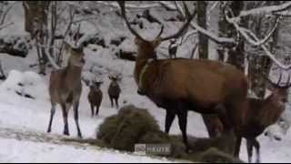 Besuch der Hirschfütterung im Nationalpark Kalkalpen