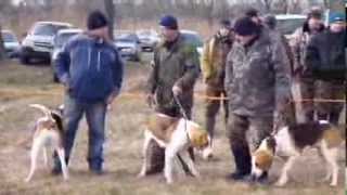 Выводка гончих пород собак 23-02-2014 года Валуйский р-н Белгородской обл.