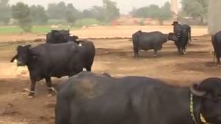 Dera Gujjaran Da Chak 208 Dogaranwala Faisalabad Makhan Gujjar 2
