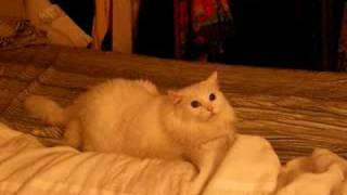 DO CATS SEE GHOSTS? (my cat does) (^..^)