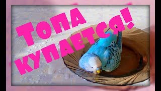 Купание ВОЛНИСТОГО ПОПУГАЯ!