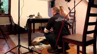 Tierfotografie: FotoShooting Kitten vor der Kamera