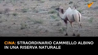 Cina: straordinario cammello albino in una riserva naturale
