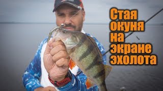 Стая окуня на экране эхолота humminbird helix.