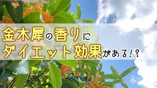 金木犀の香りにダイエット効果がある!?