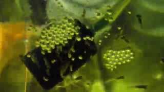 Мальки Pseudotropheus spec. 'acei Dwangwa'