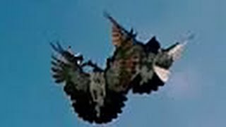 Pigeons Nikolaevskie / Николаевские голуби