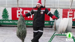 Правильная упаковка елок