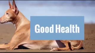 Pet Food With Aloe Vera From Sweden With Love