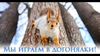 Смешные белки играют в догонялки / Funny squirrels are playing catch-up