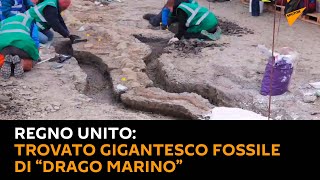 Regno Unito: trovato gigantesco fossile di “drago marino”