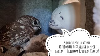 Сова Сыч Лучик охраняет свой дом Triol от тюленя и Страшной Руки, а за бортом буря мглою небо кроет