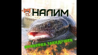налим на закидушки!