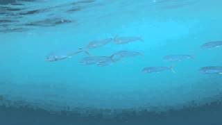 Dolphin Feeding on Weedline
