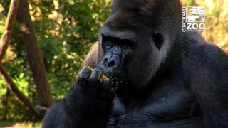 Silverback Gorilla Jomo Celebrates 26th Birthday - Cincinnati Zoo