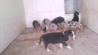 MIGDONIA KENNELS  DUNKER 1