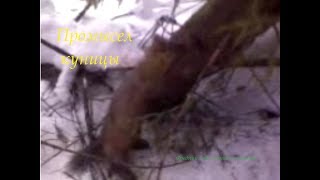 Охота на куницу капканами(Промысел куницы)