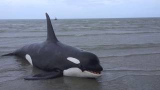 My animatronics Orca - วาฬเพชรฆาต ฝีมือคนไทย