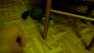 canelle râleuse et joueuse