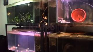 dunia air trans7 (cichlid)