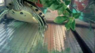 Test Poseidon Camera 720p - Waterproof