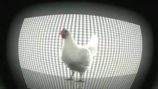 Курица поет -|- Chicken song {ЗвероПой} -|- Приколы