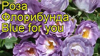 Роза флорибунда Блю фо ю. Краткий обзор, описание характеристик, где купить саженцы Blue for you