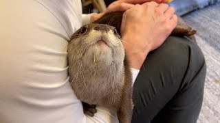 カワウソと暮らしていて初めてのことが起き、飼い主びっくり！ First time that's ever happened to me living with an otter!