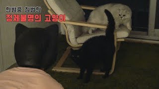 고양이가면을 썼을 때 고양이들의 반응은?! I 네코마스크