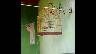 Cigarra muito maluca 1 Abaetetuba Pará (Enrique)(2)